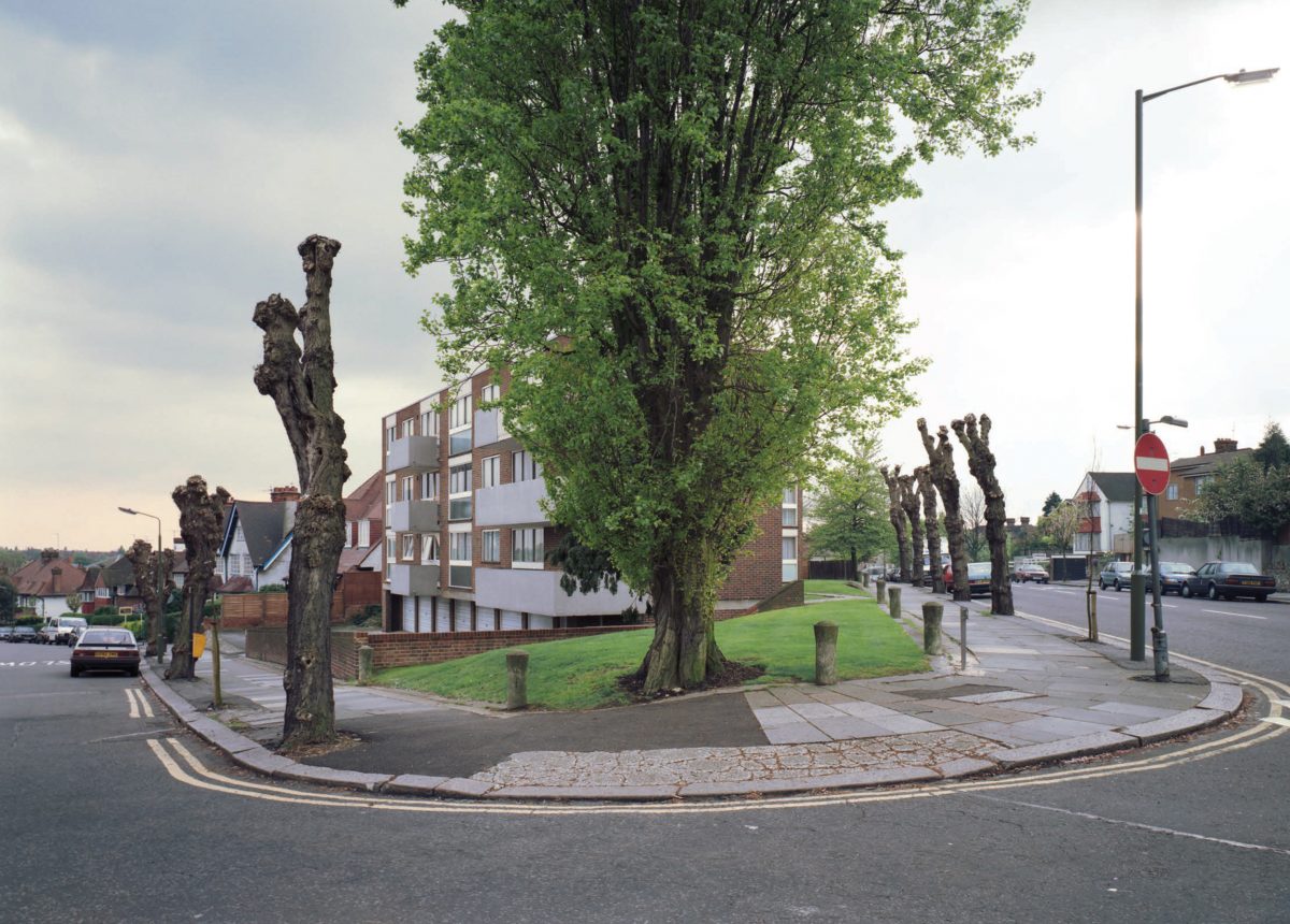Tree london. Nigel Shafran. Город Нигель. Nigel Shafran photo Window